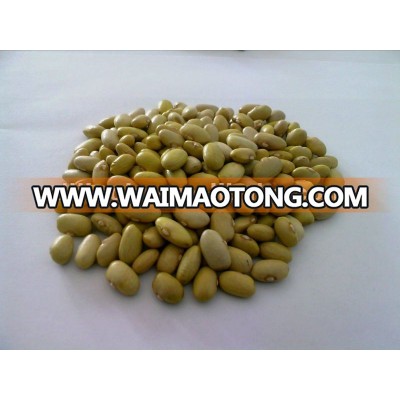 crop yellow kidney bean