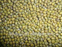 Chinese green mung bean for human consumption 2012 crop