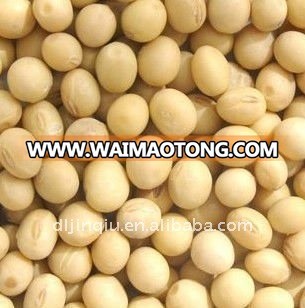 soybean