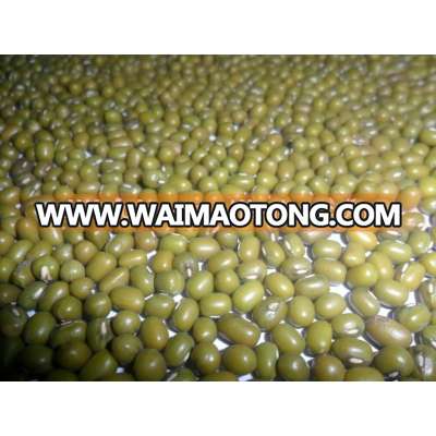 green mung bean for sprouting crop 2013