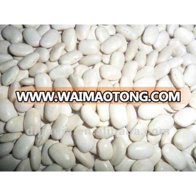 HPS medium white kidney bean 2012 crop