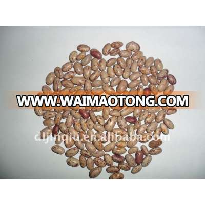 light speckled kidney beans oval shape