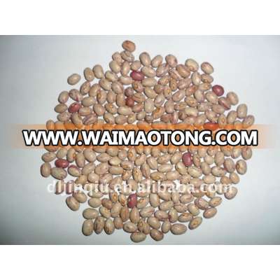 light speckled kidney beans huanan type