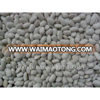 great northern white kidney bean