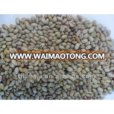 hps light speckled kidney beans round shape 2013 crop