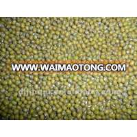 green mung bean for human consumption