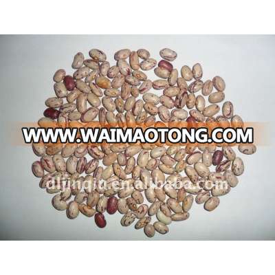 light speckled kidney beans round type