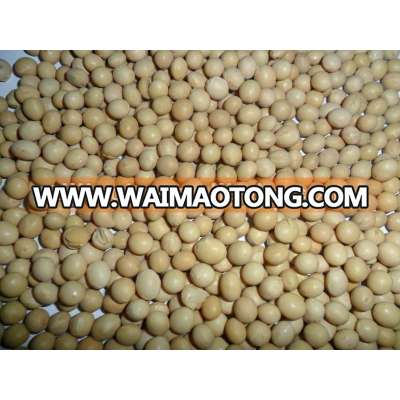 Chinese yellow soybean