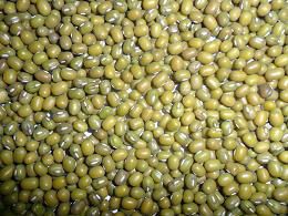 Chinese green mung bean for germination 2012 crop