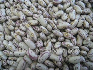 hps rose coco bean 2012 crop