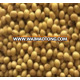 Ethiopian Origin Non GMO Soya Beans